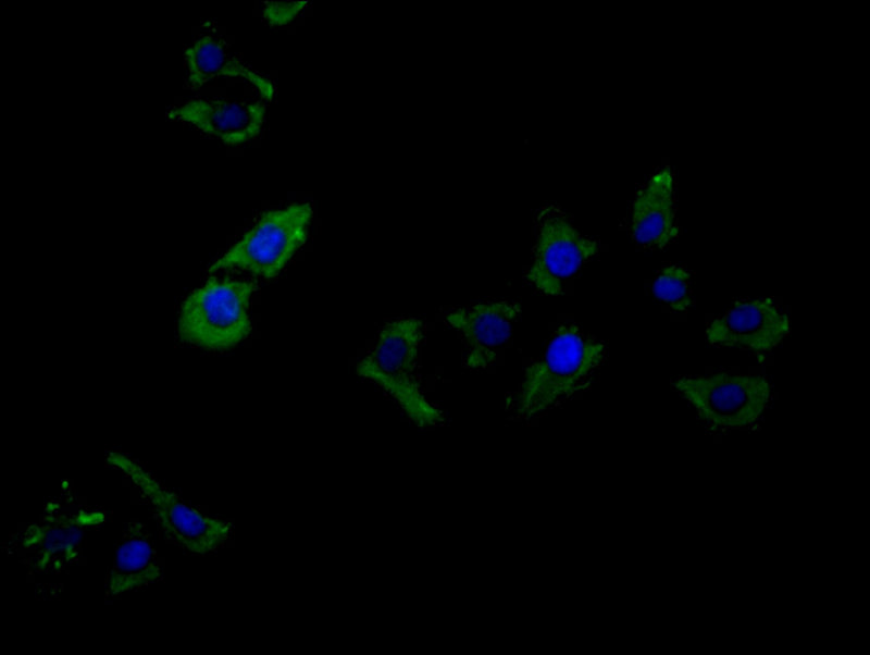 Immunofluorescence staining of Hela cells with MAS1 Antibody at 1:200, counter-stained with DAPI. The cells were blocked in 10% normal Goat Serum and incubated with the antibody overnight at 4°C. Nuclear DNA was labeled in blue with DAPI. The secondary antibody was Alexa Fluor 488-congugated AffiniPure Goat Anti-Rabbit IgG(H+L).