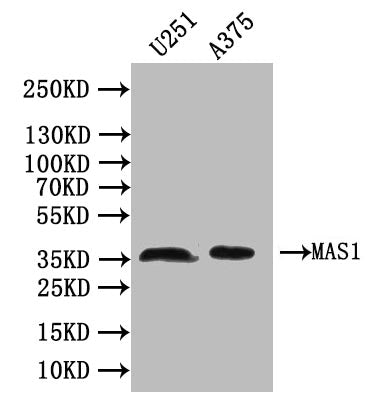 Western Blot | Positive WB detected in: Mouse Brain tissue | All lanes: MAS1 antibody at 1:2000 | Secondary | Goat polyclonal to rabbit IgG at 1/50000 dilution | Predicted band size: 38 kDa | Observed band size: 38 kDa