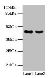 Western blotAll lanes: MAS1L antibody at 2µg/mlLane 1: Colo320 whole cell lysateLane 2: Hela whole cell lysateSecondaryGoat polyclonal to rabbit IgG at 1/10000 dilutionPredicted band size: 43 kDaObserved band size: 43 kDa