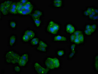 Immunofluorescent analysis of HepG2 cells using MAST3 Antibody at dilution of 1:100 and Alexa Fluor 488-congugated AffiniPure Goat Anti-Rabbit IgG(H+L)