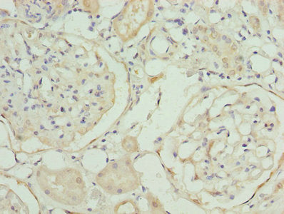 Immunohistochemistry of paraffin-embedded human kidney tissue using the antibody at dilution of 1:100