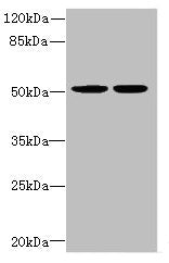 Western blot  | All lanes: MATK antibody at 5.06µg/ml  | Lane 1: MCF-7 whole cell lysate  | Lane 2: Hela whole cell lysate  | Secondary  | Goat polyclonal to rabbit IgG at 1/10000 dilution  | Predicted band size: 57, 52 kDa  | Observed band size: 52 kDa