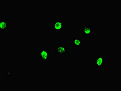 Immunofluorescent analysis of Hela cells using MAX Antibody at dilution of 1:100 and Alexa Fluor 488-congugated AffiniPure Goat Anti-Rabbit IgG(H+L)