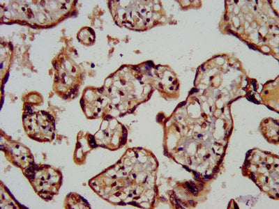 IHC image of the antibody diluted at 1:200 and staining in paraffin-embedded human placenta tissue performed on a Leica BondTM system. After dewaxing and hydration, antigen retrieval was mediated by high pressure in a citrate buffer (pH 6.0). Section was blocked with 10% normal goat serum 30min at RT. Then primary antibody (1% BSA) was incubated at 4°C overnight. The primary is detected by a biotinylated secondary antibody and visualized using an HRP conjugated SP system.