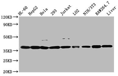 Western Blot  | Positive WB detected in: HL60 whole cell lysate, HepG2 whole cell lysate, Hela whole cell lysate, 293 whole cell lysate, Jurkat whole cell lysate, LO2 whole cell lysate, NIH/3T3 whole cell lysate, RAW264.7 whole cell lysate, Mouse liver tissue  | All lanes: MDH1 antibody at 2.6µg/ml  | Secondary  | Goat polyclonal to rabbit IgG at 1/50000 dilution  | Predicted band size: 37, 28, 39 kDa  | Observed band size: 37 kDa