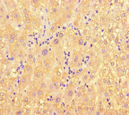 Immunohistochemistry of paraffin-embedded human liver tissue using the antibody at dilution of 1:100