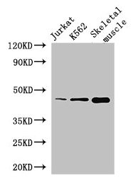 Western Blot  | Positive WB detected in: Jurkat whole cell lysate, K562 whole cell lysate, Mouse skeletal muscle tissue  | All lanes: MEIS1 antibody at 2.8μg/ml  | Secondary  | Goat polyclonal to rabbit IgG at 1/50000 dilution  | Predicted band size: 44, 51 kDa  | Observed band size: 44 kDa