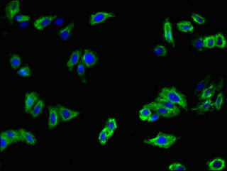 Immunofluorescent analysis of HepG2 cells using MELTF Antibody at dilution of 1:100 and Alexa Fluor 488-congugated AffiniPure Goat Anti-Rabbit IgG(H+L)