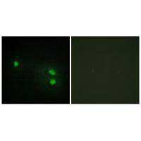 Immunofluorescence analysis of HeLa cells, using Histone H2B antibody.Rabbit anti-Human HIST1H2BH Polyclonal Antibody