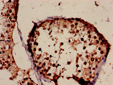 Immunohistochemistry of paraffin-embedded human testis tissue using H3F3A Antibody at dilution of 1:100Rabbit anti-Human H3F3A Polyclonal Antibody
