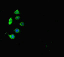 Immunofluorescent analysis of A549 cells using MPL Antibody at dilution of 1:100 and Alexa Fluor 488-congugated AffiniPure Goat Anti-Rabbit IgG(H+L)Rabbit anti-Human MPL Polyclonal Antibody