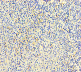 Immunohistochemistry of paraffin-embedded human tonsil tissue using the antibody at dilution of 1:100Rabbit anti-Human MPL Polyclonal Antibody