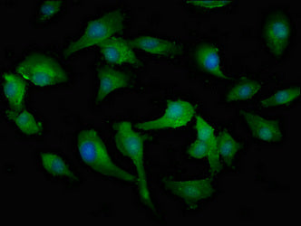 Immunofluorescent analysis of U251 cells using MPST Antibody at dilution of 1:100 and Alexa Fluor 488-congugated AffiniPure Goat Anti-Rabbit IgG(H+L)