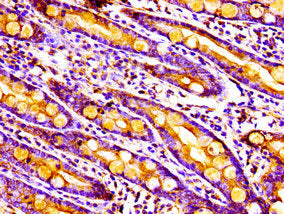 Immunohistochemistry of paraffin-embedded human small intestine tissue using the antibody at dilution of 1:100