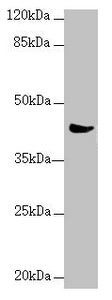 Western blot | All lanes: MRPS22 antibody at 2.36 μg/ml + Mouse liver tissue | Secondary | Goat polyclonal to rabbit IgG at 1/10000 dilution | Predicted band size: 42, 19 kDa | Observed band size: 42 kDa