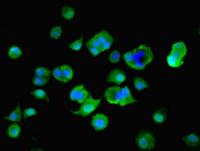 Immunofluorescent analysis of MCF-7 cells using MTHFS Antibody at dilution of 1:100 and Alexa Fluor 488-congugated AffiniPure Goat Anti-Rabbit IgG(H+L)Rabbit anti-Human MTHFS Polyclonal Antibody