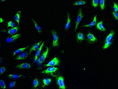 Immunofluorescent analysis of Hela cells using CYC1 Antibody at dilution of 1:100 and Alexa Fluor 488-congugated AffiniPure Goat Anti-Rabbit IgG(H+L)Rabbit anti-Human CYC1 Polyclonal Antibody