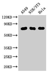 Western BlotPositive WB detected in: A549 whole cell lysate, NIH/3T3 whole cell lysate, Hela whole cell lysateAll lanes: MX1 antibody at 3μg/mlSecondaryGoat polyclonal to rabbit IgG at 1/50000 dilutionPredicted band size: 76, 56 kDaObserved band size: 76 kDaRabbit anti-Human MX1 Polyclonal Antibody