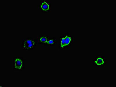 Immunofluorescent analysis of HepG2 cells using MYO1G Antibody at dilution of 1:100 and Alexa Fluor 488-congugated AffiniPure Goat Anti-Rabbit IgG(H+L)Rabbit anti-Human MYO1G Polyclonal Antibody
