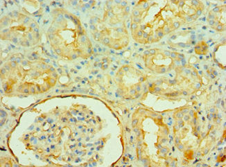 Immunohistochemistry of paraffin-embedded human kidney tissue using NAMPT Antibody at dilution of 1:100Rabbit anti-Human NAMPT Polyclonal Antibody