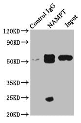 Immunoprecipitating NAMPT in MCF-7 whole cell lysate  | Lane 1: Rabbit control IgG instead of NAMPT Antibody in MCF-7 whole cell lysate. For western blotting, a HRP-conjµgated Protein G antibody was used as the secondary antibody (1/2000)  | Lane 2: NAMPT Antibody (8µg) + MCF-7 whole cell lysate (500µg)  | Lane 3: MCF-7 whole cell lysate (10µg)Rabbit anti-Human NAMPT Polyclonal Antibody