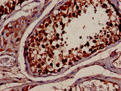 IHC image of YWHAB Antibody diluted at 1:600 and staining in paraffin-embedded human testis tissue performed on a Leica BondTM system. After dewaxing and hydration, antigen retrieval was mediated by high pressure in a citrate buffer (pH 6.0). Section was blocked with 10% normal goat serum 30min at RT. Then primary antibody (1% BSA) was incubated at 4°C overnight. The primary is detected by a biotinylated secondary antibody and visualized using an HRP conjugated SP system.Rabbit anti-Human YWHAB Polyclonal Antibody