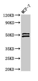 Western Blot  | Positive WB detected in: MCF-7 whole cell lysate  | All lanes: NCF2 antibody at 2.8µg/ml  | Secondary  | Goat polyclonal to rabbit IgG at 1/50000 dilution  | Predicted band size: 60, 48, 55, 51 kDa  | Observed band size: 51, 48 kDaRabbit anti-Human NCF2 Polyclonal Antibody