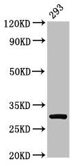 Western Blot  | Positive WB detected in: 293 whole cell lysate  | All lanes: RPA2 antibody at 2µg/ml  | Secondary  | Goat polyclonal to rabbit IgG at 1/50000 dilution  | Predicted band size: 30, 31, 39 kDa  | Observed band size: 30 kDaRabbit anti-Human RPA2 Polyclonal Antibody