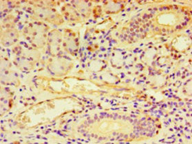 Immunohistochemistry of paraffin-embedded human pancreatic tissue using NDST1 Antibody at dilution of 1:100Rabbit anti-Human NDST1 Polyclonal Antibody