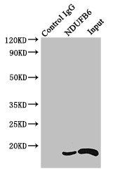 Immunoprecipitating NDUFB6 in HEK293 whole cell lysate  | Lane 1: Rabbit control IgG instead of (1µg) instead of NDUFB6 Antibody in HEK293 whole cell lysate. For western blotting, a HRP-conjugated Protein G antibody was used as the secondary antibody (1/2000)  | Lane 2: NDUFB6 Antibody (4µg) + HEK293 whole cell lysate (500µg)  | Lane 3: HEK293 whole cell lysate (20µg)Rabbit anti-Human NDUFB6 Polyclonal Antibody