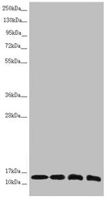 Western blot  | All lanes: NDUFS6 antibody at 1.1µg/ml  | Lane 1: Mouse heart tissue  | Lane 2: Mouse kidney tissue  | Lane 3: MCF-7 whole cell lysate  | Lane 4: HepG2 whole cell lysate  | Secondary  | Goat polyclonal to rabbit IgG at 1/10000 dilution  | Predicted band size: 14 kDa  | Observed band size: 14 kDaRabbit anti-Human NDUFS6 Polyclonal Antibody
