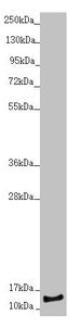 Western blot  | All lanes: NDUFS6 antibody at 1.67µg/ml + HepG2 whole cell lysate  | Secondary  | Goat polyclonal to rabbit IgG at 1/10000 dilution  | Predicted band size: 14 kDa  | Observed band size: 14 kDaRabbit anti-Human NDUFS6 Polyclonal Antibody