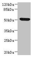 Western blot  | All lanes: NDUFV1 antibody at 3.46µg/ml + HepG2 whole cell lysate  | Secondary  | Goat polyclonal to rabbit IgG at 1/10000 dilution  | Predicted band size: 51, 50 kDa  | Observed band size: 51 kDaRabbit anti-Human NDUFV1 Polyclonal Antibody