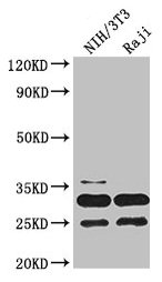 Western Blot | Positive WB detected in: NIH/3T3 whole cell lysate, Raji whole cell lysate | All lanes: PCNA antibody at 3.2μg/ml | Secondary | Goat polyclonal to rabbit IgG at 1/50000 dilution | Predicted band size: 29 kDa | Observed band size: 29, 25 kDaRabbit anti-Human PCNA Polyclonal Antibody