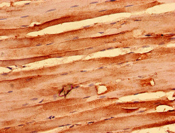 Immunohistochemistry analysis of human skeletal muscle tissue using NEGR1 Antibody at dilution of 1:100Rabbit anti-Human NEGR1 Polyclonal Antibody