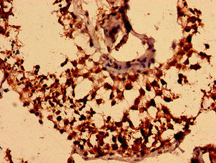 Immunohistochemistry analysis of human testis tissue using NEGR1 Antibody at dilution of 1:100Rabbit anti-Human NEGR1 Polyclonal Antibody