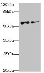 Western blot  | All lanes: NEK3 antibody at 6.04µg/ml  | Lane 1: MCF-7 whole cell lysate  | Lane 2: Hela whole cell lysate  | Secondary  | Goat polyclonal to rabbit IgG at 1/10000 dilution  | Predicted band size: 58, 56 kDa  | Observed band size: 58 kDaRabbit anti-Human NEK3 Polyclonal Antibody
