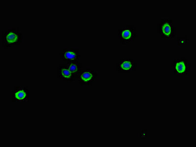 Immunofluorescent analysis of HepG2 cells using NFE2L1 Antibody at dilution of 1:100 and Alexa Fluor 488-congugated AffiniPure Goat Anti-Rabbit IgG(H+L)Rabbit anti-Human NFE2L1 Polyclonal Antibody