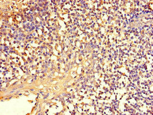Immunohistochemistry of paraffin-embedded human tonsil tissue using the antibody at dilution of 1:100Rabbit anti-Human NFE2L1 Polyclonal Antibody