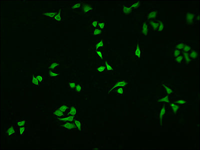 Immunofluorescence staining of HepG2 cells with NFKBIA Antibody at 1:100, counter-stained with DAPI. The cells were fixed in 4% formaldehyde and blocked in 10% normal Goat Serum. The cells were then incubated with the antibody overnight at 4°C. The secondary antibody was Alexa Fluor 488-congugated AffiniPure Goat Anti-Rabbit IgG(H+L).Rabbit anti-Human NFKBIA Polyclonal Antibody
