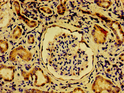Immunohistochemistry of paraffin-embedded human kidney tissue using NME6 Antibody at dilution of 1:100Rabbit anti-Human NME6 Polyclonal Antibody