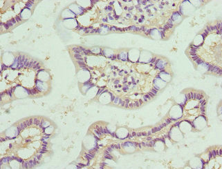 Immunohistochemistry of paraffin-embedded human small intestine tissue using NMU Antibody at dilution of 1:100Rabbit anti-Human NMU Polyclonal Antibody