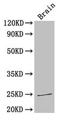 Western Blot  | Positive WB detected in: Mouse brain tissue  | All lanes: HMGB1 antibody at 3.3µg/ml  | Secondary  | Goat polyclonal to rabbit IgG at 1/50000 dilution  | Predicted band size: 25 kDa  | Observed band size: 25 kDaRabbit anti-Human HMGB1 Polyclonal Antibody