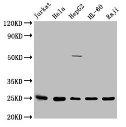 Western Blot  | Positive WB detected in: Jurkat whole cell lysate, Hela whole cell lysate, HepG2 whole cell lysate, HL60 whole cell lysate, Raji whole cell lysate  | All lanes: HMGB1 antibody at 1:2500  | Secondary  | Goat polyclonal to rabbit IgG at 1/50000 dilution  | Predicted band size: 25 kDa  | Observed band size: 25 kDaRabbit anti-Human HMGB1 Polyclonal Antibody