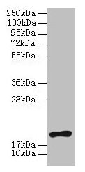 Western blot  | All lanes: NR2C2AP antibody at 4µg/ml + HL60 whole cell lysate  | Secondary  | Goat polyclonal to rabbit IgG at 1/10000 dilution  | Predicted band size: 16, 20 kDa  | Observed band size: 20 kDaRabbit anti-Human NR2C2AP Polyclonal Antibody
