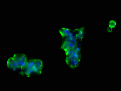 Immunofluorescence staining of 293 cells with NRCAM Antibody at 1:66, counter-stained with DAPI. The cells were fixed in 4% formaldehyde, permeabilized using 0.2% Triton X-100 and blocked in 10% normal Goat Serum. The cells were then incubated with the antibody overnight at 4°C. The secondary antibody was Alexa Fluor 488-congugated AffiniPure Goat Anti-Rabbit IgG(H+L).Rabbit anti-Human NRCAM Polyclonal Antibody
