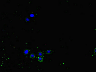 Immunofluorescent analysis of HepG2 cells using NRP2 Antibody at dilution of 1:100 and Alexa Fluor 488-congugated AffiniPure Goat Anti-Rabbit IgG(H+L)Rabbit anti-Human NRP2 Polyclonal Antibody