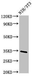 Western Blot | Positive WB detected in: NIH/3T3 whole cell lysate | All lanes: NTHL1 antibody at 4μg/ml | Secondary | Goat polyclonal to rabbit IgG at 1/50000 dilution | Predicted band size: 35, 34, 33 kDa | Observed band size: 35 kDaRabbit anti-Human NTHL1 Polyclonal Antibody
