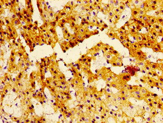 Immunohistochemistry of paraffin-embedded human adrenal gland tissue using NTSR2 Antibody at dilution of 1:100Rabbit anti-Human NTSR2 Polyclonal Antibody