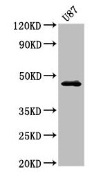 Western Blot  | Positive WB detected in: U87 whole cell lysate  | All lanes: NTSR2 antibody at 3.2µg/ml  | Secondary  | Goat polyclonal to rabbit IgG at 1/50000 dilution  | Predicted band size: 46 kDa  | Observed band size: 46 kDaRabbit anti-Human NTSR2 Polyclonal Antibody